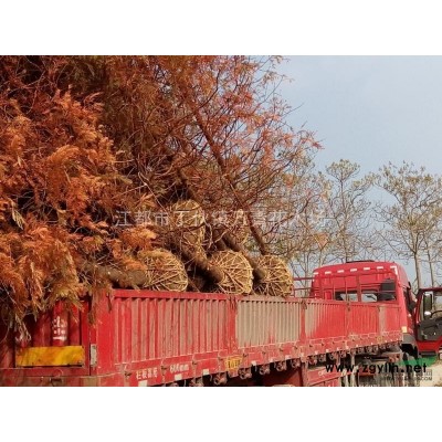 朴树，15公分全冠，水杉，竹子，大叶女贞，