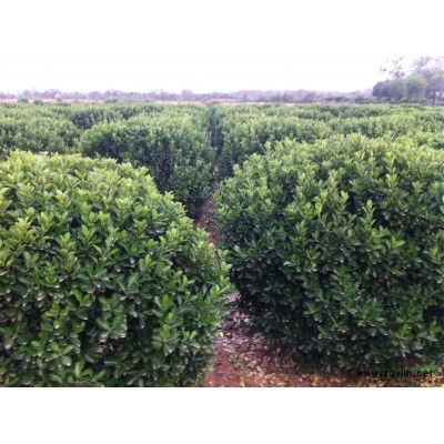 冬青球 大叶黄杨球