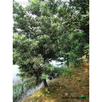 湖南长沙供应20-100cm香樟