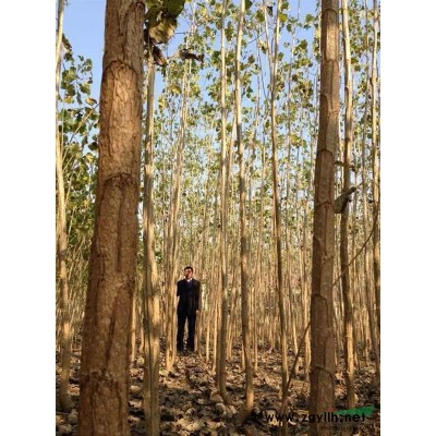 急售生长速度*快的杨树新品种--智慧杨树苗当年苗2--5公分