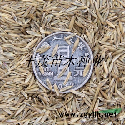 珍珠罗汉松种子价格