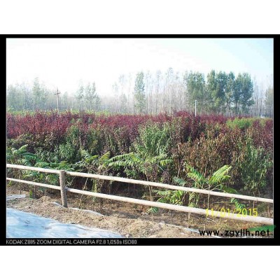 河南省濮阳县供应米径2----4公分椿树，红叶李，