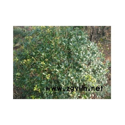 木瓜苗 景观造型大树