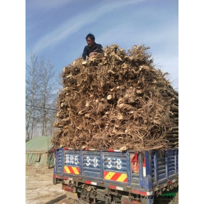 沧州榆树@沧州榆树#沧州榆树批发榆树