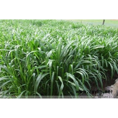 皇竹草 皇竹草供应 新型皇竹草 新型皇竹草供应