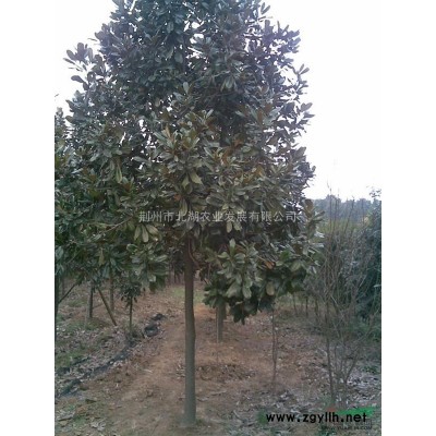 供应大量各规格香樟/湖北香樟/荆州香樟/规格香樟