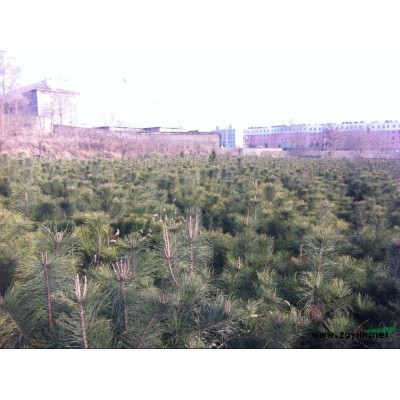 低价销售 1.5米-2米 自家种植的油松