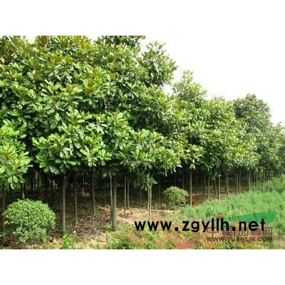 广玉兰 江苏广玉兰大量供应 广玉兰报价