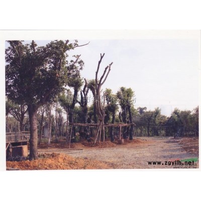 紫荆*新价格/紫荆报价