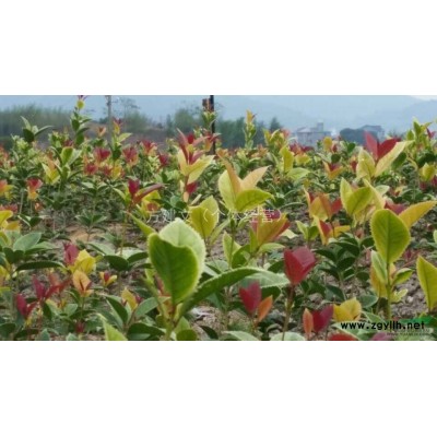 一年四季给你颜色（颜色随温度而变换）