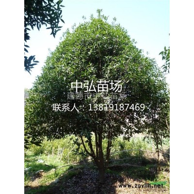 大叶冬青，红果冬青