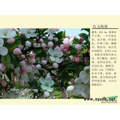 彩叶苗木的修剪