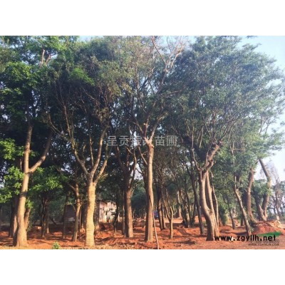 昆明宏达滇朴基地—朴 树 滇 朴—常 年 供 应