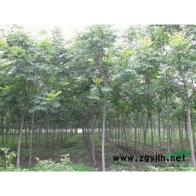 销售栾树、樱花树、楸树、法桐、大叶女贞、金叶女贞