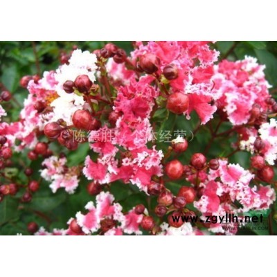 红叶复花矮紫薇、红叶复花紫薇、复色花紫薇穴盘苗