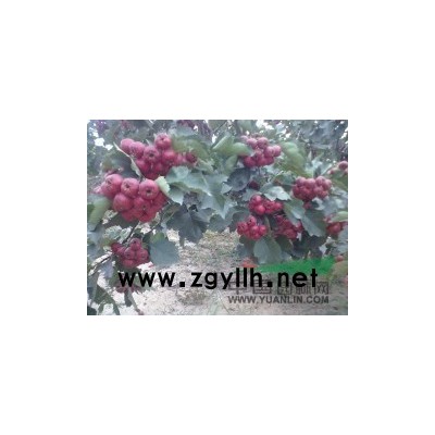 国槐小苗，国槐苗，2cm国槐，国槐价格，国槐苗批发