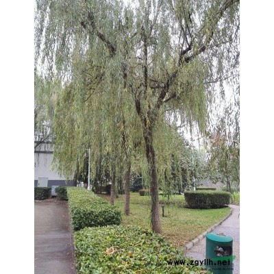 西安地区供应15青垂