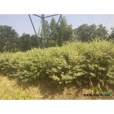 银色革命——大量供应银姬小蜡