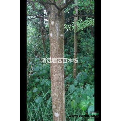 大量供应细叶榄仁、罗汉松