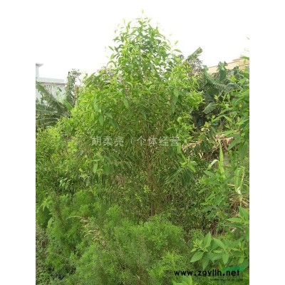 供应抗癌植物金花茶