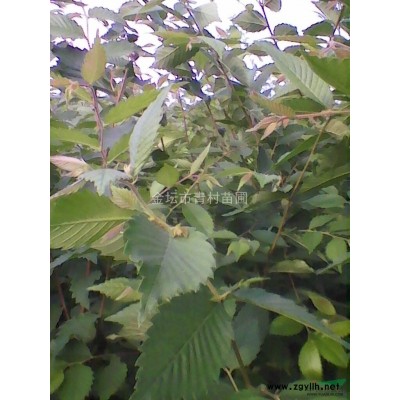 供应*榉树|供应榉树批发