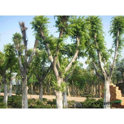 普宁花木场/广东花木场基地/普宁非洲供应/中山花木场