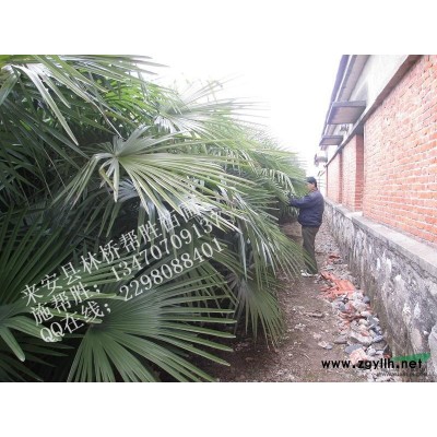 棕榈 桂花 红叶李 广玉兰