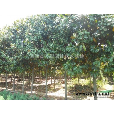 黄山栾树（南栾），基地直供，行道树标准