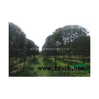 今整片桂花低价大甩卖