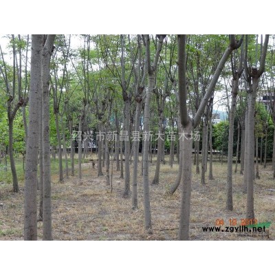 浙江供应苦丁茶5-12公分