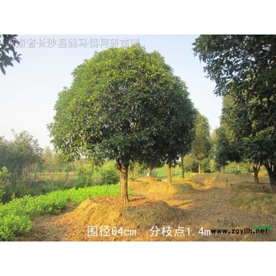 大量供应大小规格茶花