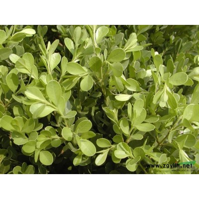 小叶黄杨价格 胡氏园林精专报价