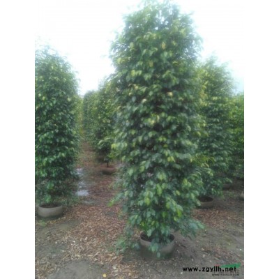 广东中山垂榕柱