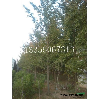 2O、22、24公分、银杏树