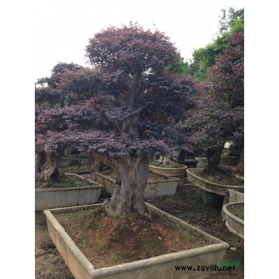 紫薇树桩报价/福建紫薇树桩报价