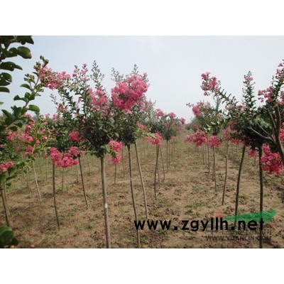 供应国槐，剑麻，栀子花，栾树，西府海棠，玉兰，枇杷，红花草