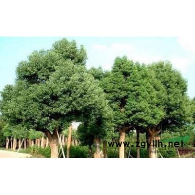 江浙地区供应15-20精品香樟