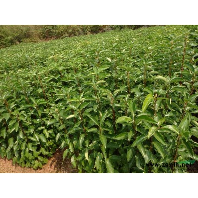 2012年新摘的天竺桂种子