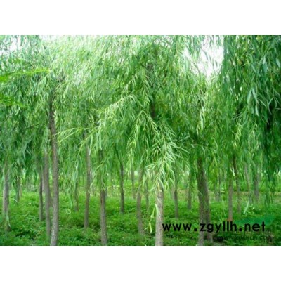 低价供应金边麦冬300万,上车价0.15元。