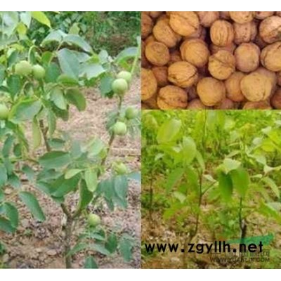 侧柏、供应侧柏、销售侧柏、侧柏容器苗、侧柏种子、侧柏种植