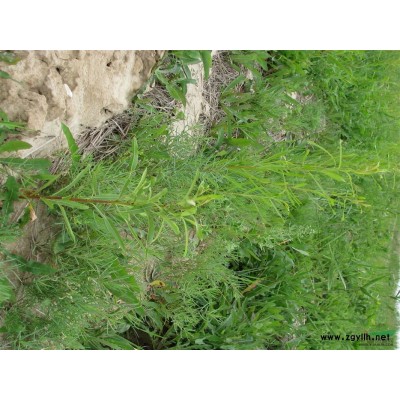 江苏省盐城市沿海造林试验站供应耐盐树种柳树