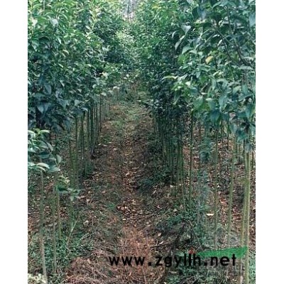 紫荆小苗，河南紫荆小苗，鄢陵紫荆小苗
