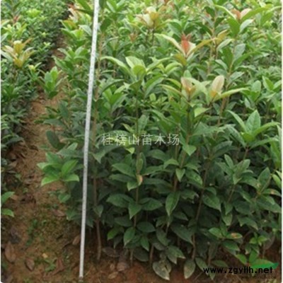 2012年扦插桂花小苗/桂花树苗/批发 特价出售 量大从优
