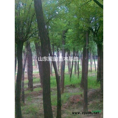 哪有12---30公分的国槐