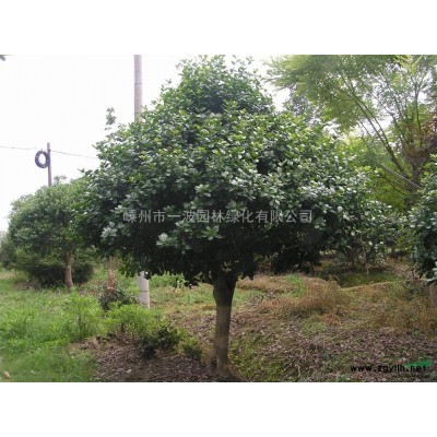 紫薇 紫薇价格 浙江紫薇