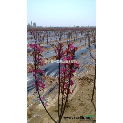 常年提供美国红枫