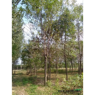 白蜡·白蜡·白蜡·白蜡·白蜡·白蜡·