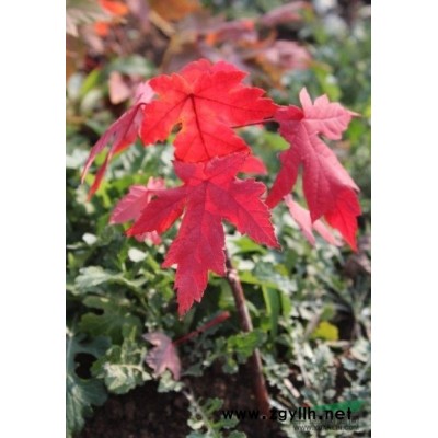 *变身美国红枫红点，泰安现代红枫价格