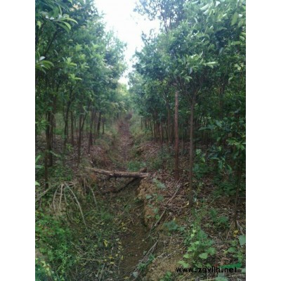 供应红皮榕、铁冬青、黄花风玲、小叶紫薇