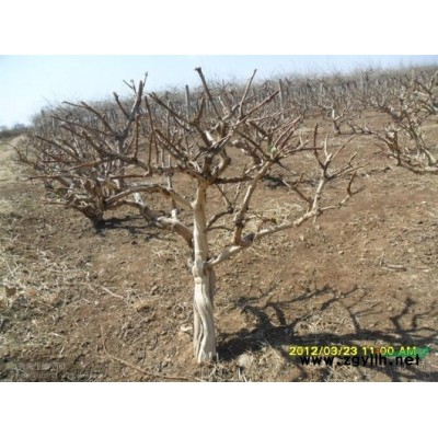 金银花树 枸杞树